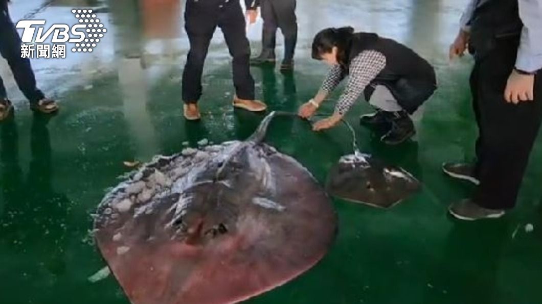 此魚最終是由1名來自雲林的客人,以每公斤12元的價格買下。(圖/TVBS)