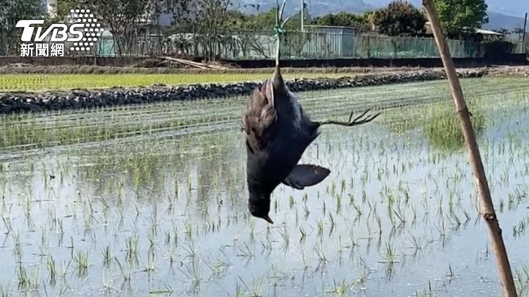 嚇!宜蘭農田驚見殘忍「吊鳥屍」疑驅鳥 恐遭罰百萬