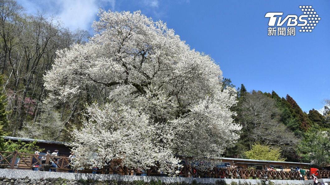 如細雪紛飛!觀霧「霧社櫻王」即將大爆發 絕美花期曝光