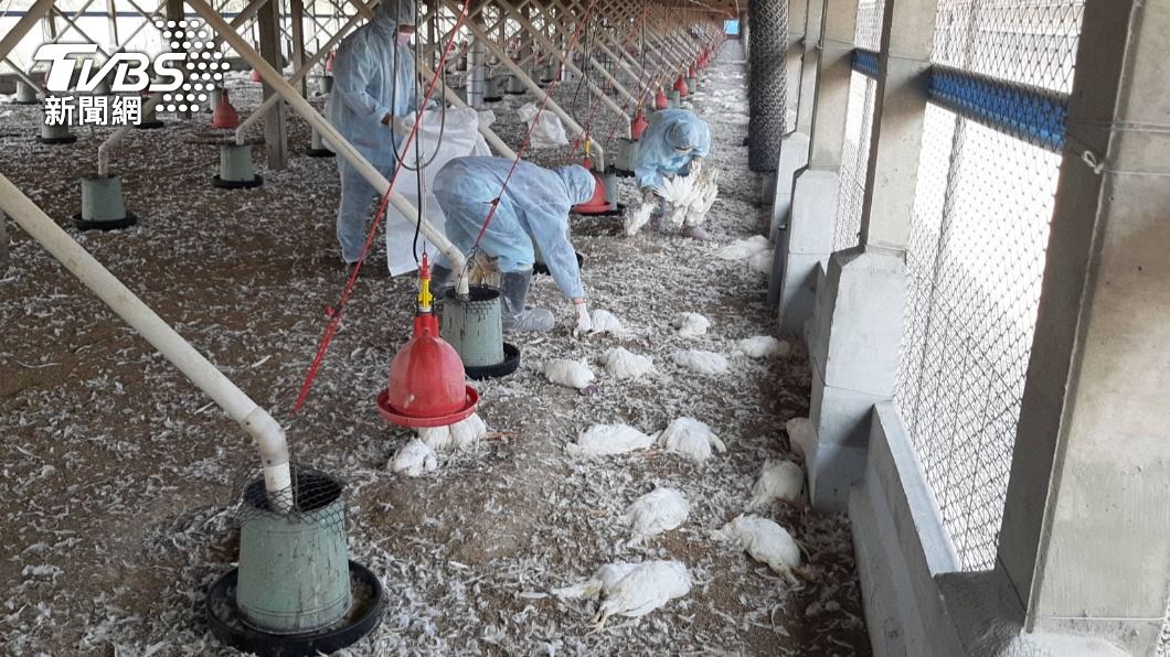 彰化一處蛋雞場近日感染H5N1 ,撲殺8011隻蛋中雞。(圖/TVBS)