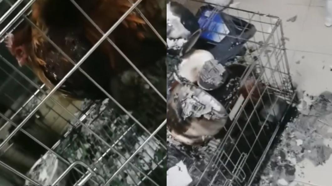 葉男發現寵物雞已變成燒雞。（圖／翻攝自《農民頻道》微博）