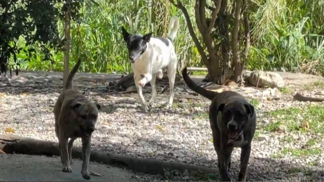 誤觸山豬吊的犬隻,因為痛苦掙扎,即使獲救後也不得不截肢。(圖/TVBS)