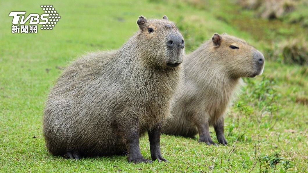 伊豆仙人掌動物園有可愛的水豚。(示意圖/shutterstock達志影像)