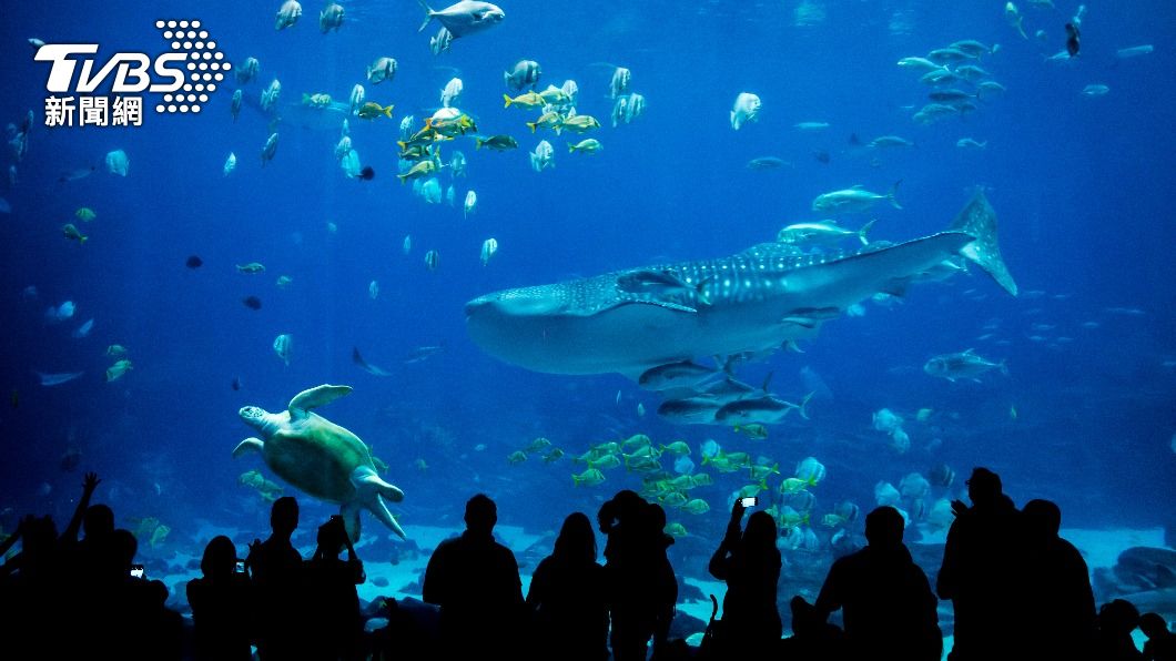 一起徜徉海中!網激推「5大水族館」 這裡能欣賞人魚秀