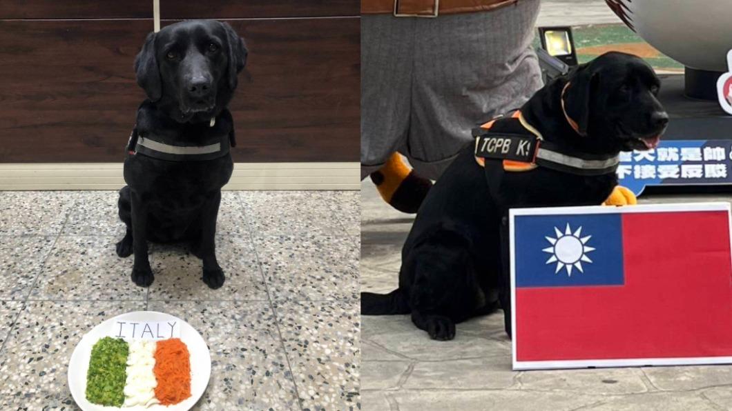 經典賽／汪起來！台灣戰義大利　警犬安檢前先吃「披薩特餐」