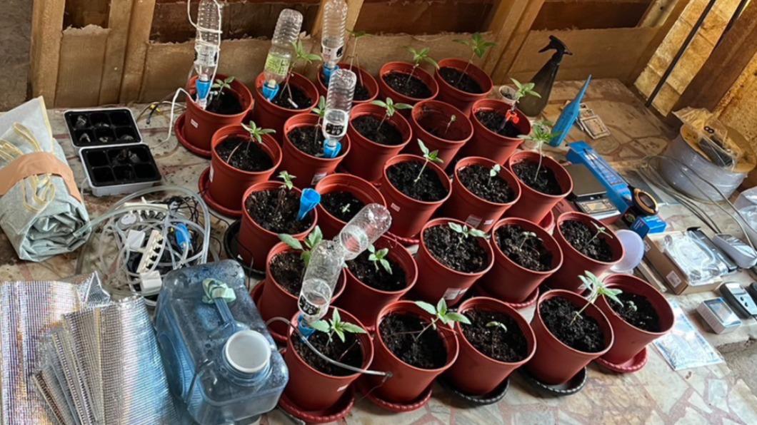 刑事警察大隊偵二隊，查獲大麻工廠，當場查扣大麻植株、大麻幼株及種植大麻等相關證物。（圖／基隆市警局提供）