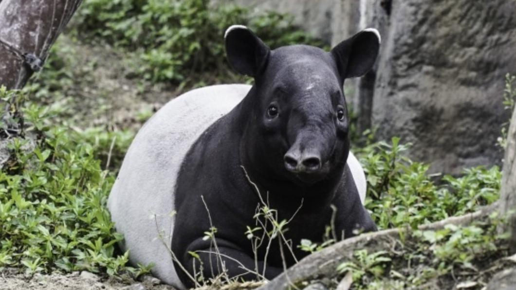 專家表示動物因為離地面比較近，因此動物感受溫度的體感和人類是不一樣的。（圖／台北市立動物園提供）