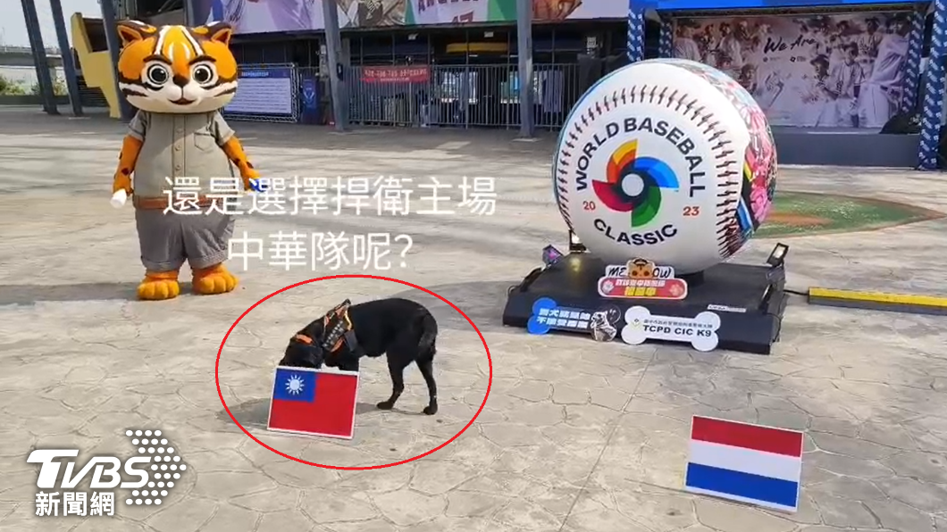 警犬賽前分析選擇中華隊為贏家。（圖／TVBS）