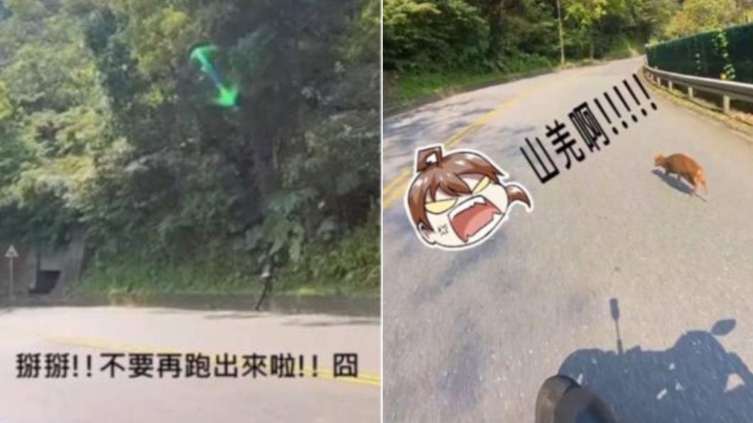 愛筆緊跟在山羌身後,確保牠完全走進山上。(圖/翻攝自@rs660_abby IG)