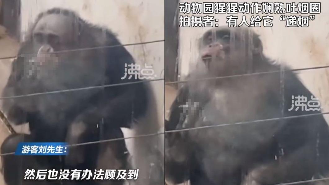 新疆1隻猩猩竟純熟抽菸,引發眾人熱議。(圖/翻攝自「沸點視頻」微博)
