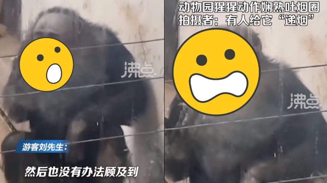 猩球崛起是真的!猩猩角落哈菸被抓包 網驚:還會吐白圈