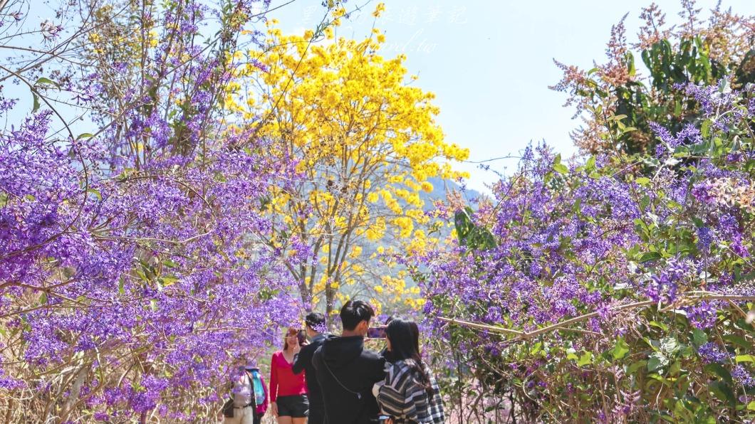 「瑰蜜甜心玫瑰園」有黃花風鈴木和紫藤花點綴。（圖／黑皮的旅遊筆記提供）