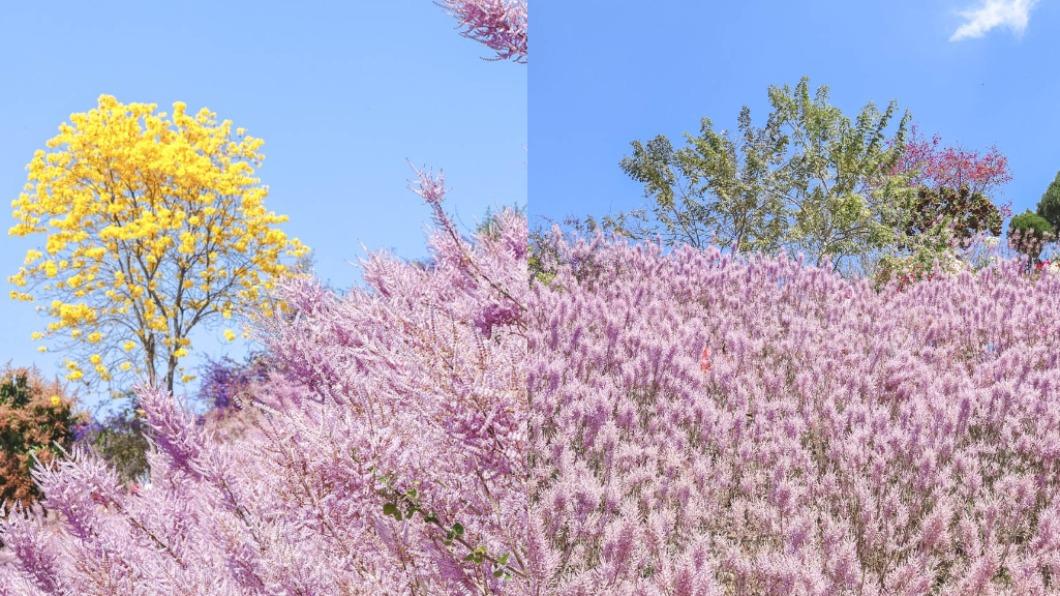 麝香木全盛花期，預計會持續至3月底。（圖／黑皮的旅遊筆記提供）