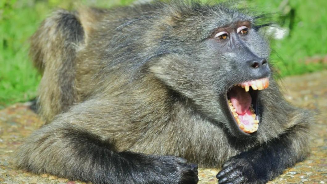 豚尾狒狒(Cape baboon)是世界上最大的猴子之一,成年後體重可達80磅(約36公斤)、體長4英尺(約1.2公尺)。(圖/翻攝自《紐約郵報》)