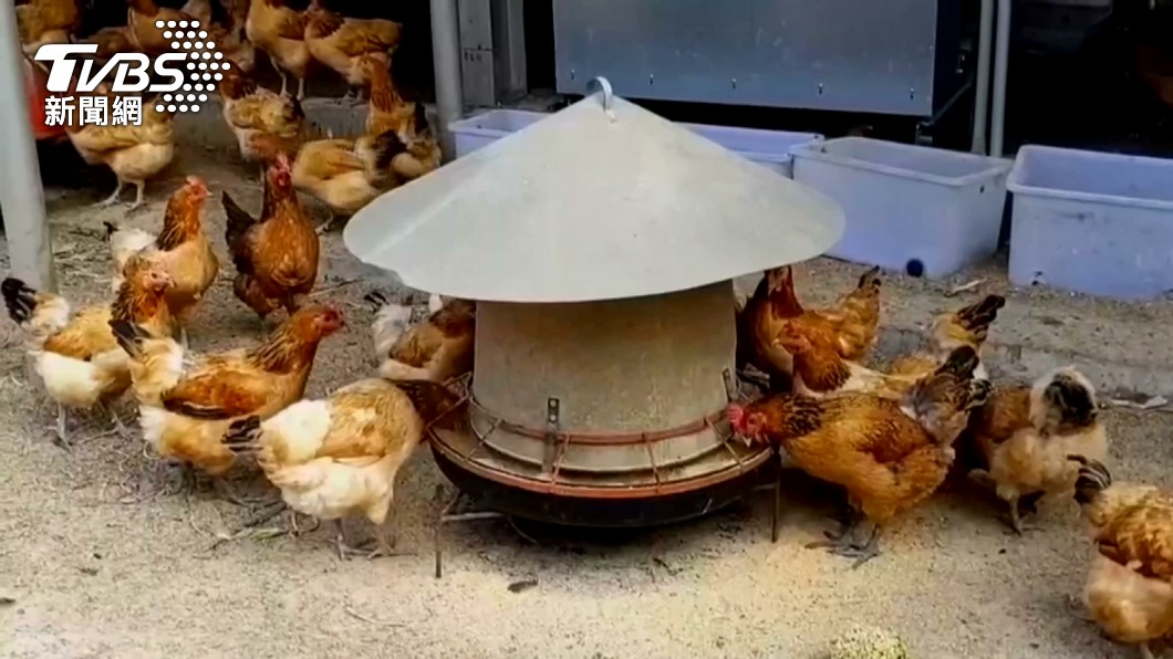 雞肉也變貴!白肉雞每週有百萬隻缺口 養雞協會估6月才緩解