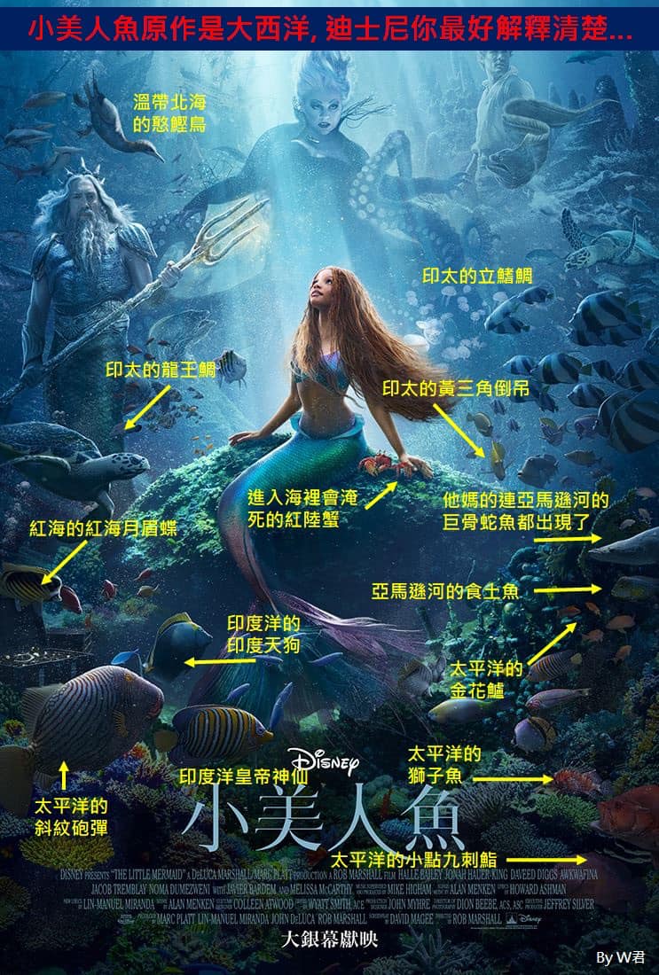 《小美人魚》海報遭學者指出「魚種全錯亂」。(圖/翻攝自Wox lee臉書)