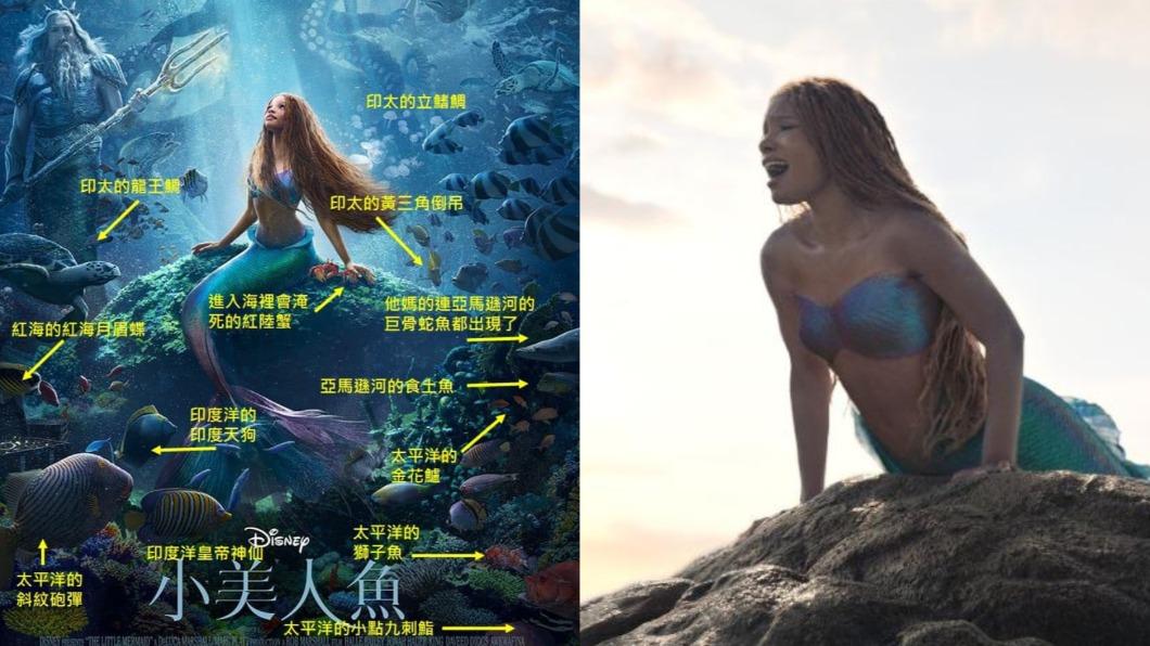《小美人魚》真人宣傳照「魚全跑錯棚」　一圖惹怒海洋學者