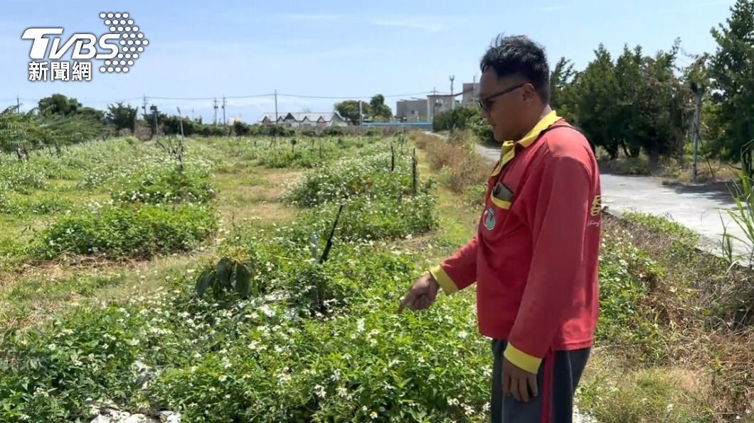 釋迦農轉作酪梨，痛批機制只有半套。（圖／林炫均攝）