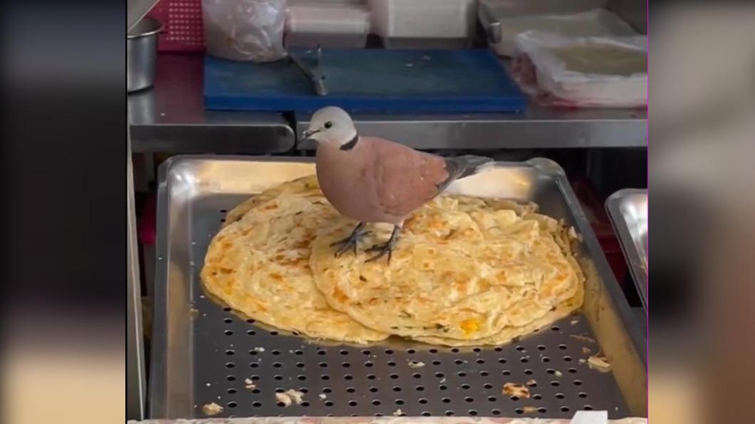 野鳥悠閒「降肉」蔥抓餅!網全笑:下顆蛋就能出菜了