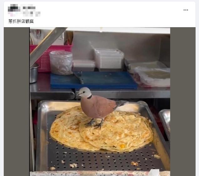 有網友表示這隻紅鳩是公鳥，所以不會下蛋。（圖／翻攝自路上觀察學院）