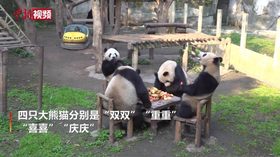 四隻貓熊圍爐。(圖/中新網)