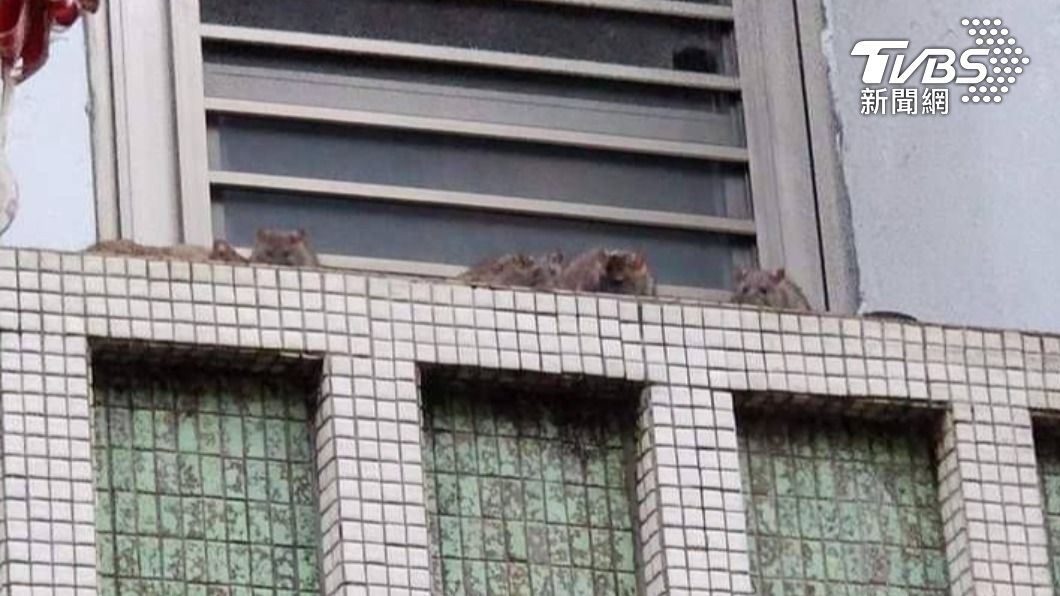 獨家/台南版恐怖「米奇屋」清潔婦養貓鼠成患 鄰居崩潰