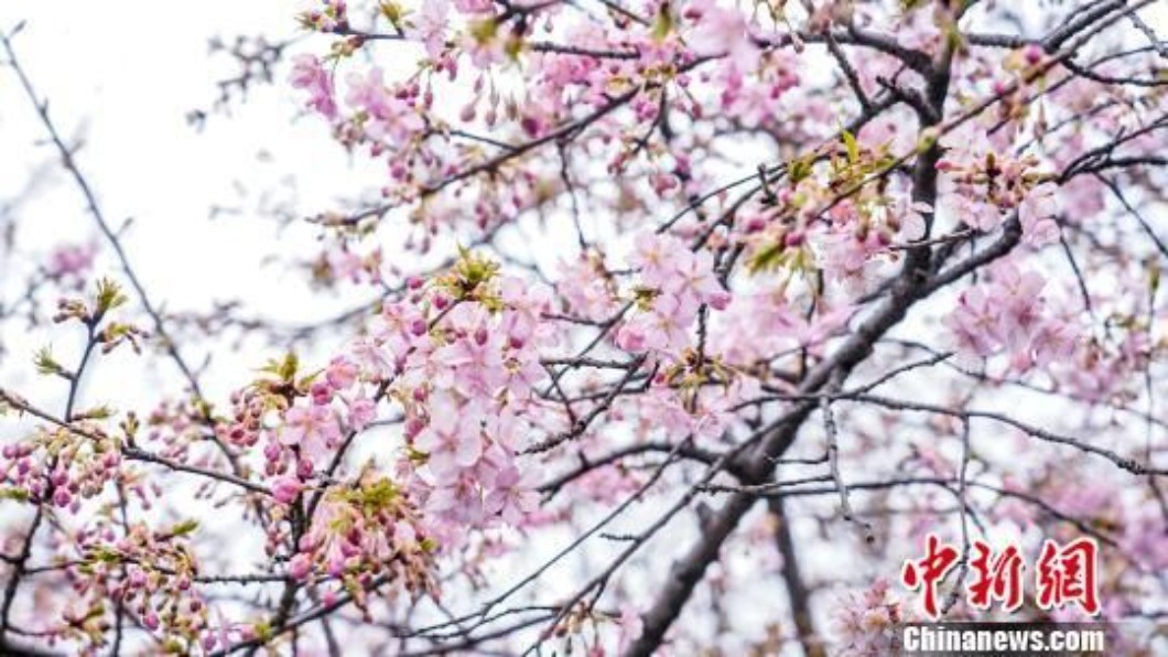 圖/翻攝自 中新網