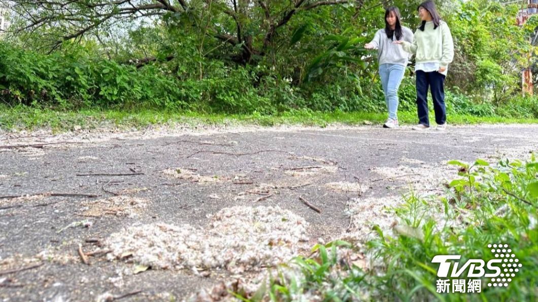 近期新海濕地很適合賞花、賞美景騎車運動、逛老街吃美食，春遊小旅行。圖/高灘處提供