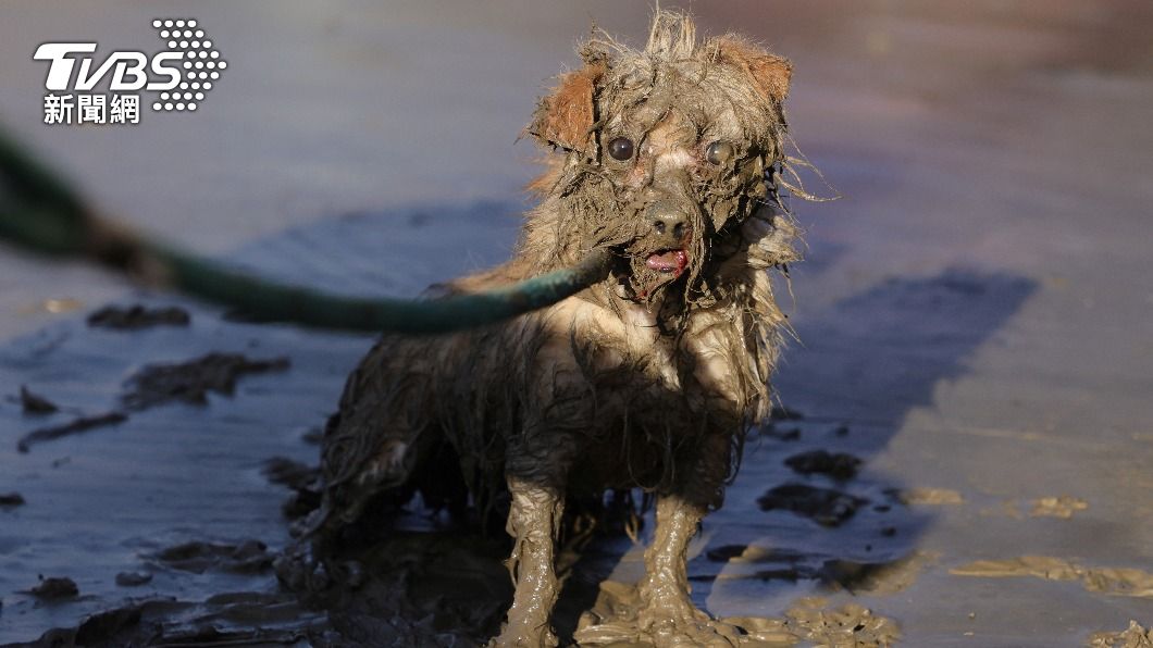 大雨漸歇後,美國愛護動物協會(SPCA)救起一隻全身沾滿泥濘的流浪犬。(圖/達志影像路透社)