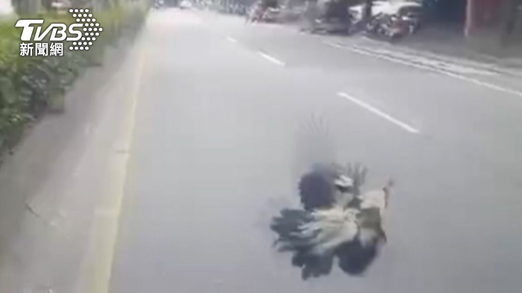 雞奔跑速度相當快還會飛，民眾抓不到只好報警。（圖／TVBS）