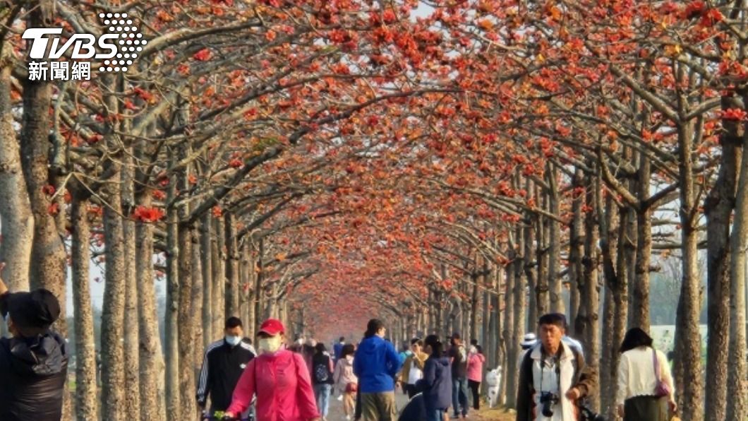 台南白河木棉花道盛開湧人潮 公所籲多搭公車