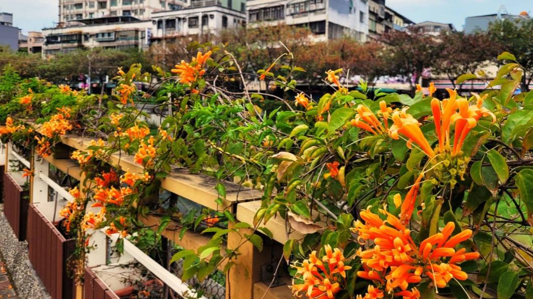 圖/新北景觀處提供