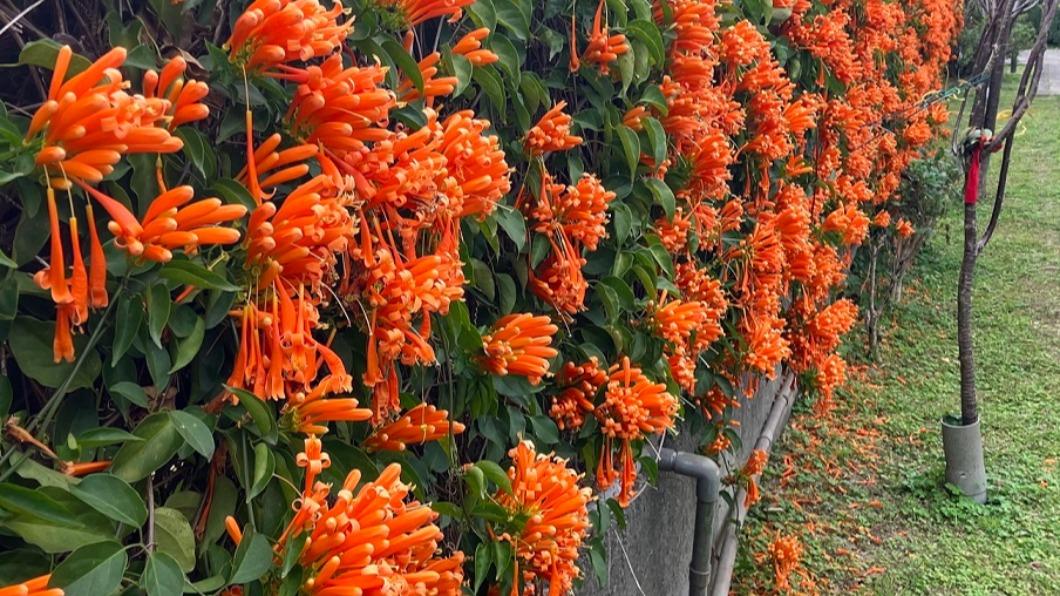 春季限定! 新北5處炮仗花海 大安森林公園21萬株杜鵑花齊開