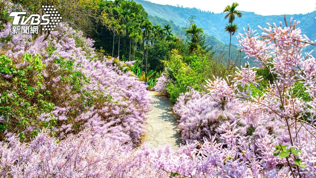 雲林草嶺公路30公里處土地公廟上方，一大片的夢幻紫，美得讓人驚嘆!
