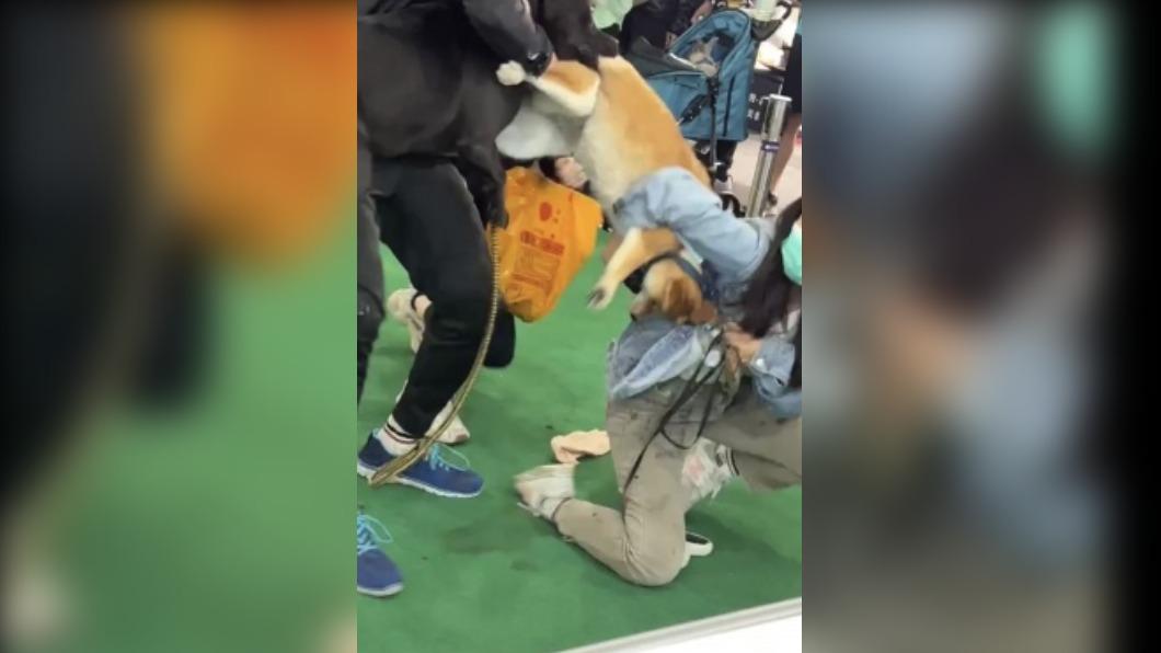 台中寵物展黑狗暴衝咬柴犬 市府:雙方已和解