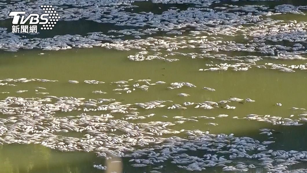 臭氣薰天！澳洲河流驚見「數百萬死魚」　綿延30公里畫面曝