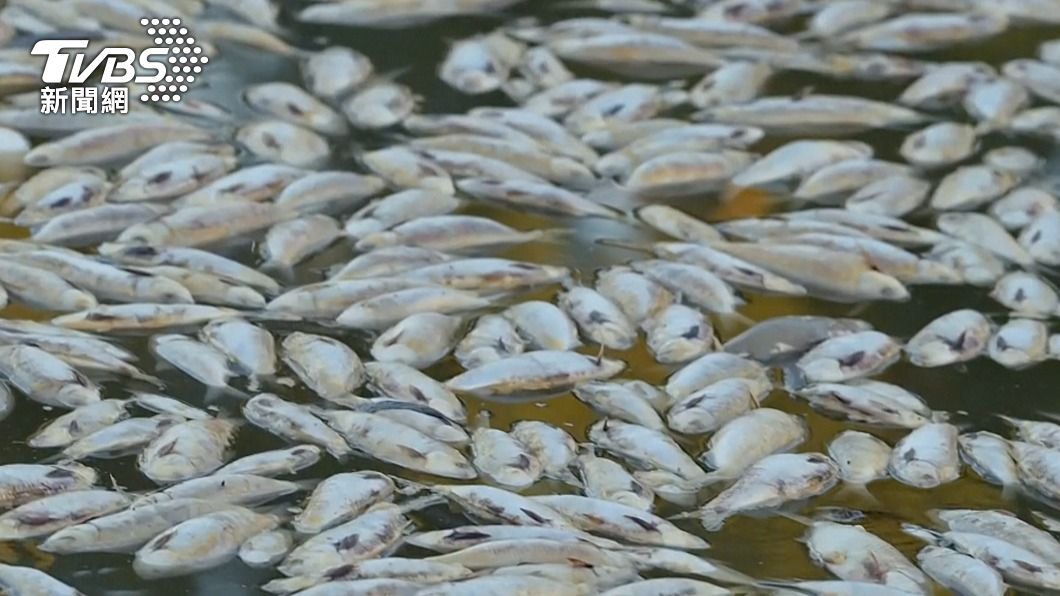 梅寧迪鎮2018、2019年也有100萬條魚，因水流量不佳、水質差、溫度驟變等原因死亡。（圖／達志影像美聯社）