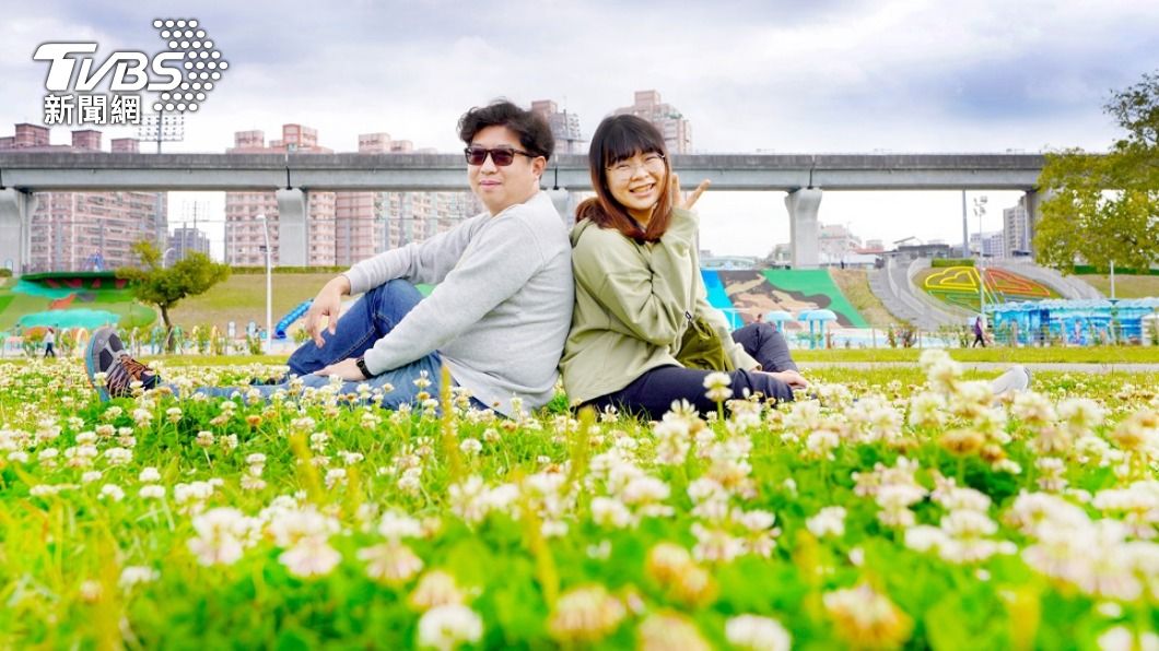 野生白花三葉草盛開綻放於新北大都會公園，它其實是愛爾蘭的國花。(圖/高灘處提供)