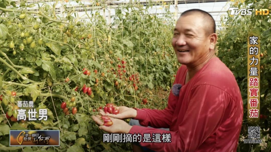 採收番茄