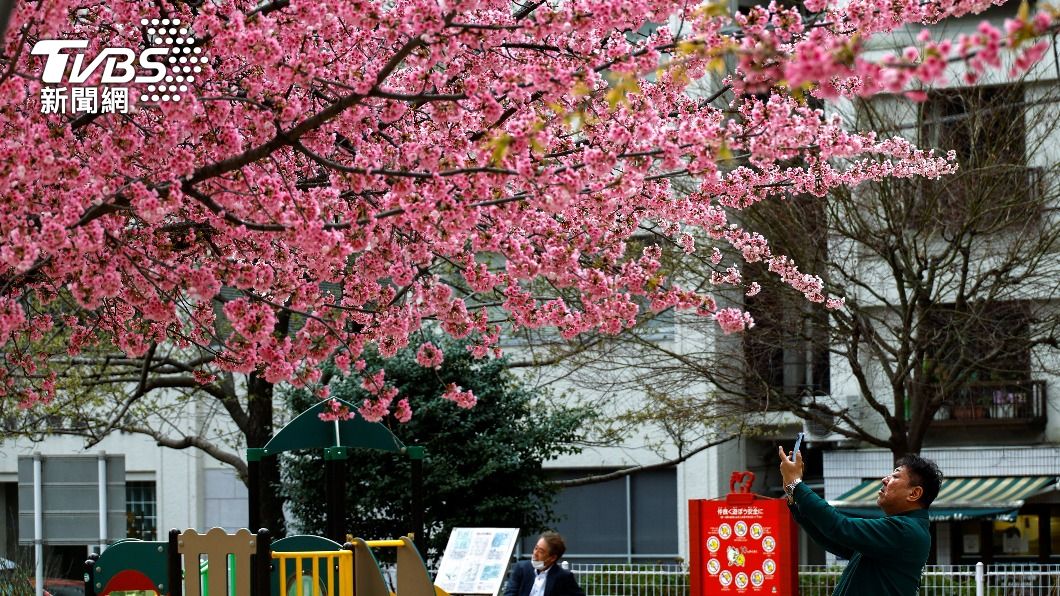 圖輯/春神到來! 台、日、美迎浪漫櫻花季