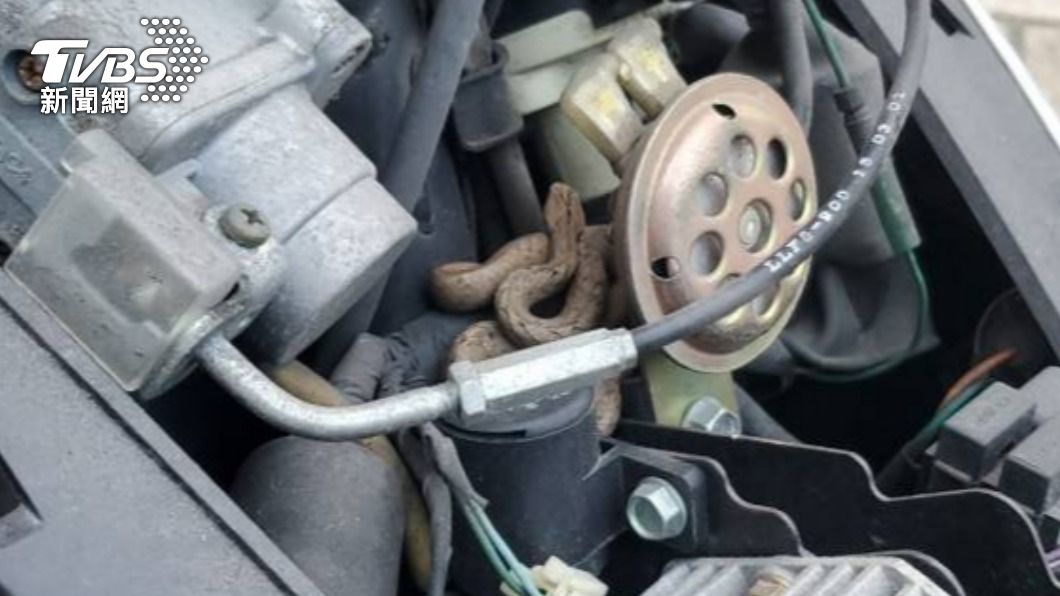 突見牠竄進機車!消防人員一抓 竟是「六大毒蛇」龜殼花