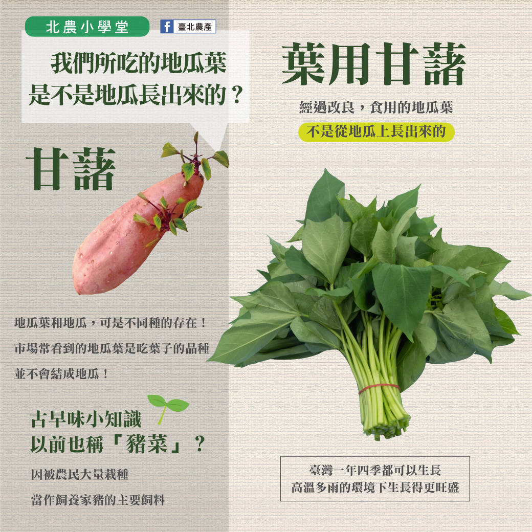 北農分享地瓜葉知識。(圖/翻攝自台北農產臉書)