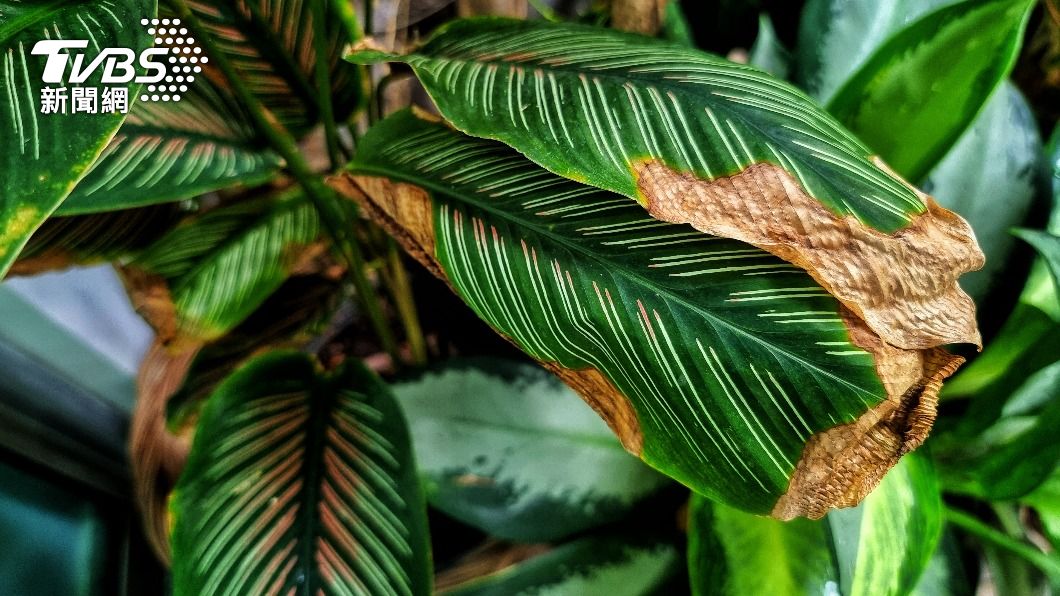 家中植栽突然死亡也要注意。(示意圖/Shutterstock達志影像)