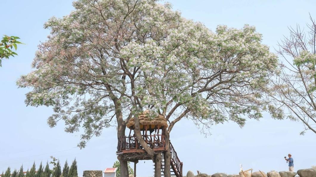 小屋在雪白苦楝花映襯下，完全可以媲美台版「天空之城」。（圖／黑皮的旅遊筆記提供）