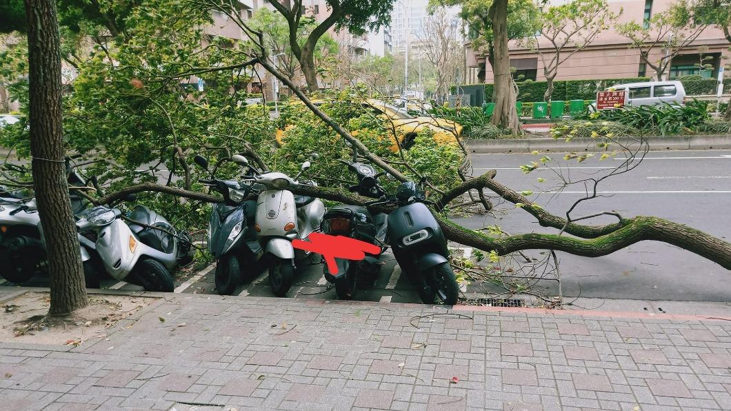 松德路一顆路樹被吹斷,一整排的機車全被壓倒。(圖/翻攝信義區三兩事臉書)