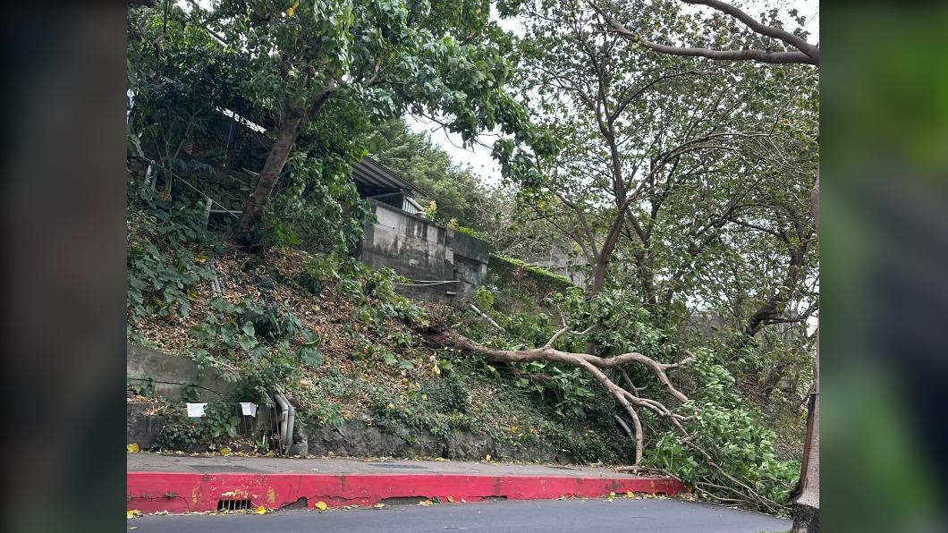銘傳(大學)外道路樹木橫躺。(圖/翻攝我是士林人、我是北投人、我是大同人【士林區、北投區、大同區】)