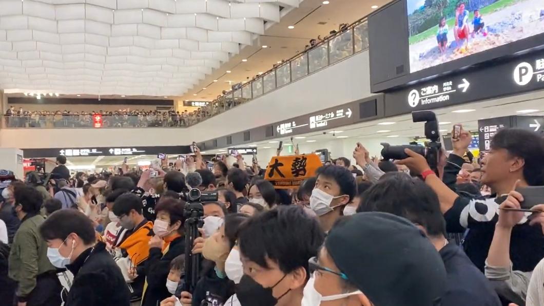 大量球迷湧入成田機場接機大廳,歡迎球員回家。(圖/翻攝自@yukanfuji_spo推特)