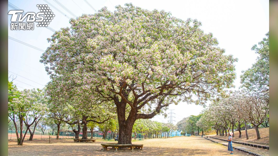 大肚溪棒壘球場 堤防旁苦楝花 如「超大的花椰菜」