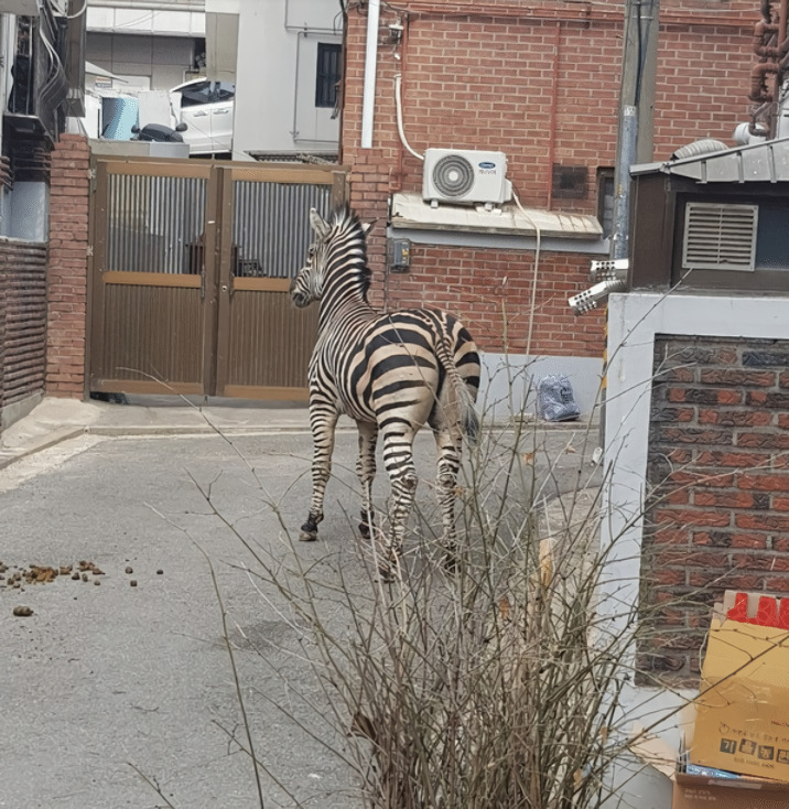 南韓的斑馬也從動物園脫逃。(圖/翻攝推特)