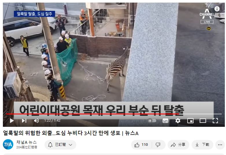 圍捕斑馬畫面。(圖/翻攝Channel A NewsYT)